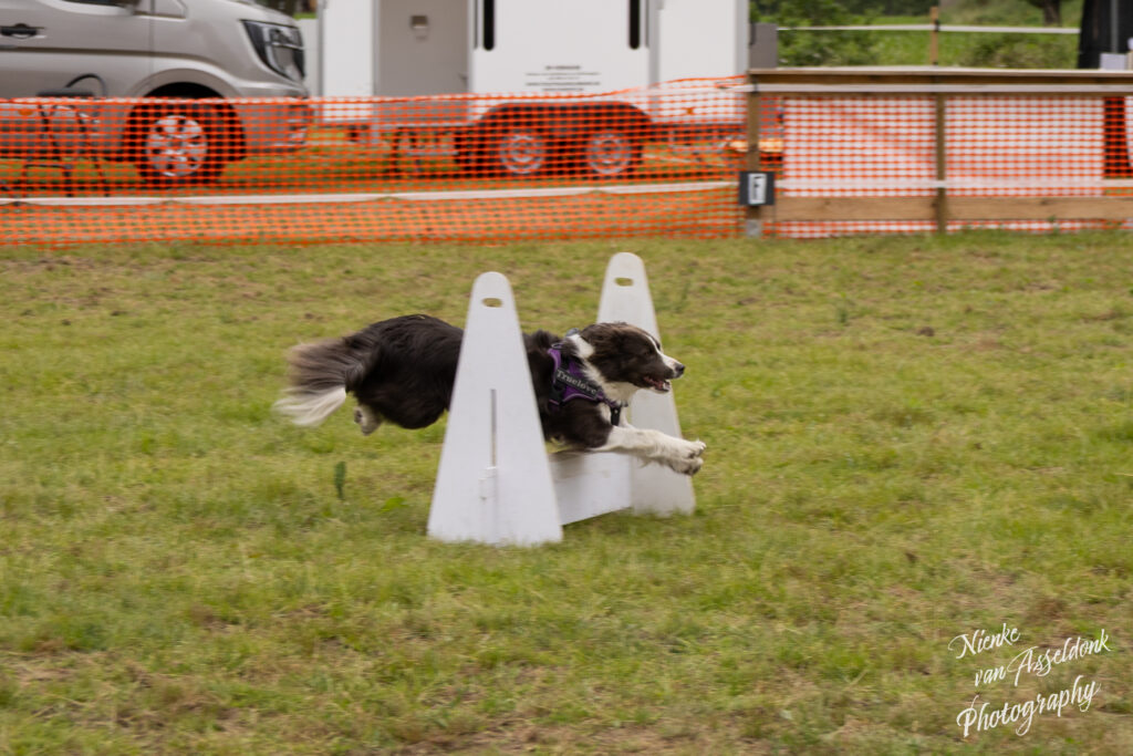 2026 06 07 Hoofs Paws Event 516 1024x683